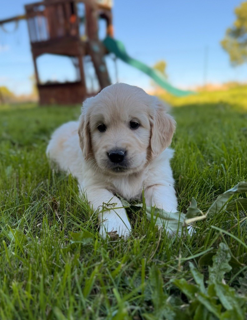 du moulin de madjurie - Chiots disponibles - Golden Retriever