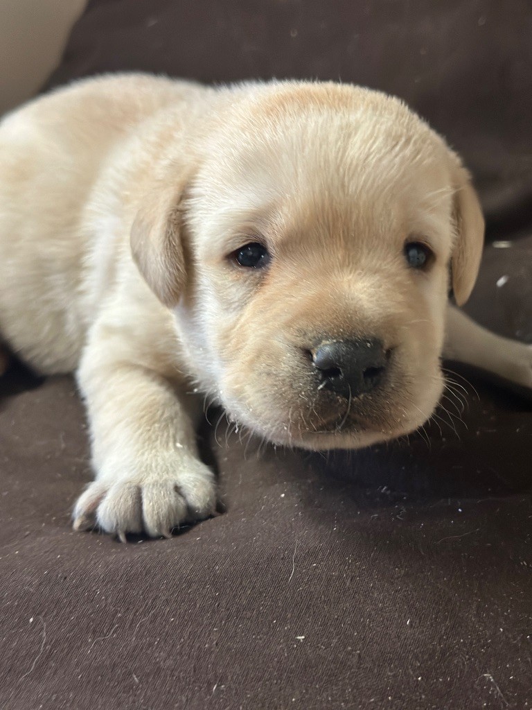 du moulin de madjurie - Chiots disponibles - Labrador Retriever