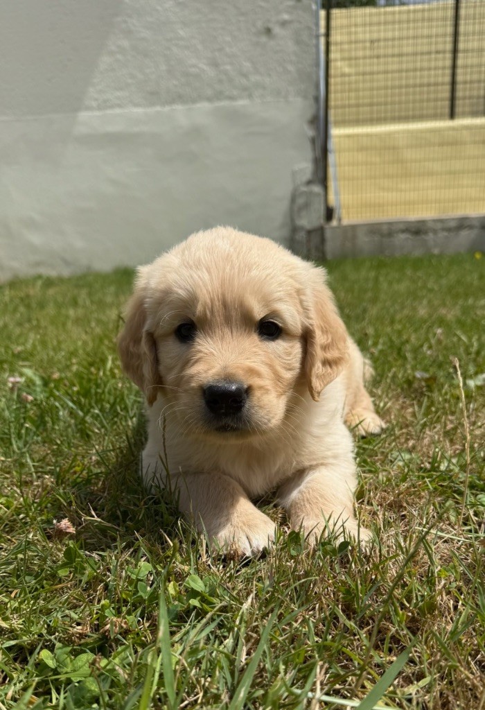 du moulin de madjurie - Chiots disponibles - Golden Retriever