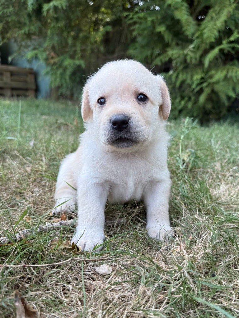du moulin de madjurie - Chiots disponibles - Labrador Retriever