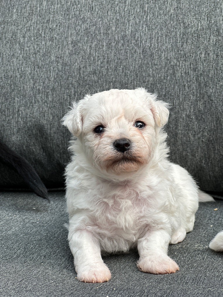 du moulin de madjurie - Chiots disponibles - Bichon Frise