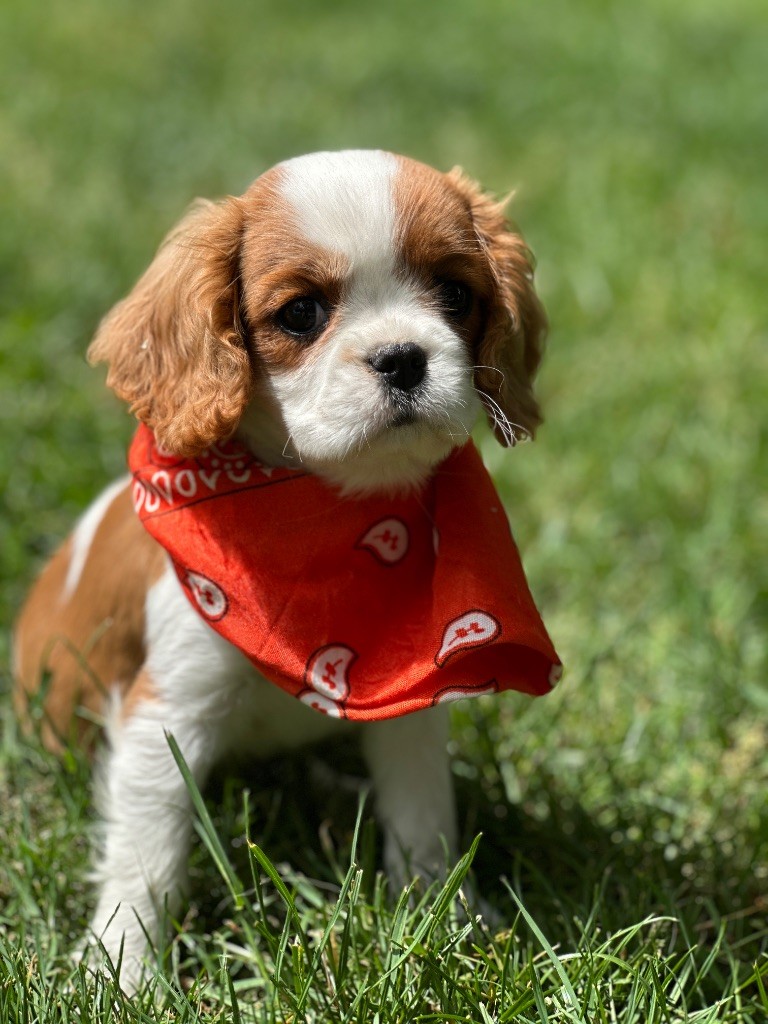 Chiot Cavalier King Charles Spaniel du moulin de madjurie