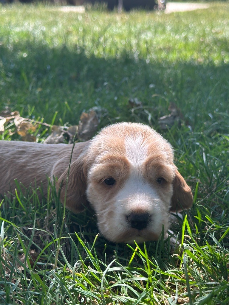 du moulin de madjurie - Chiots disponibles - Cocker Spaniel Anglais