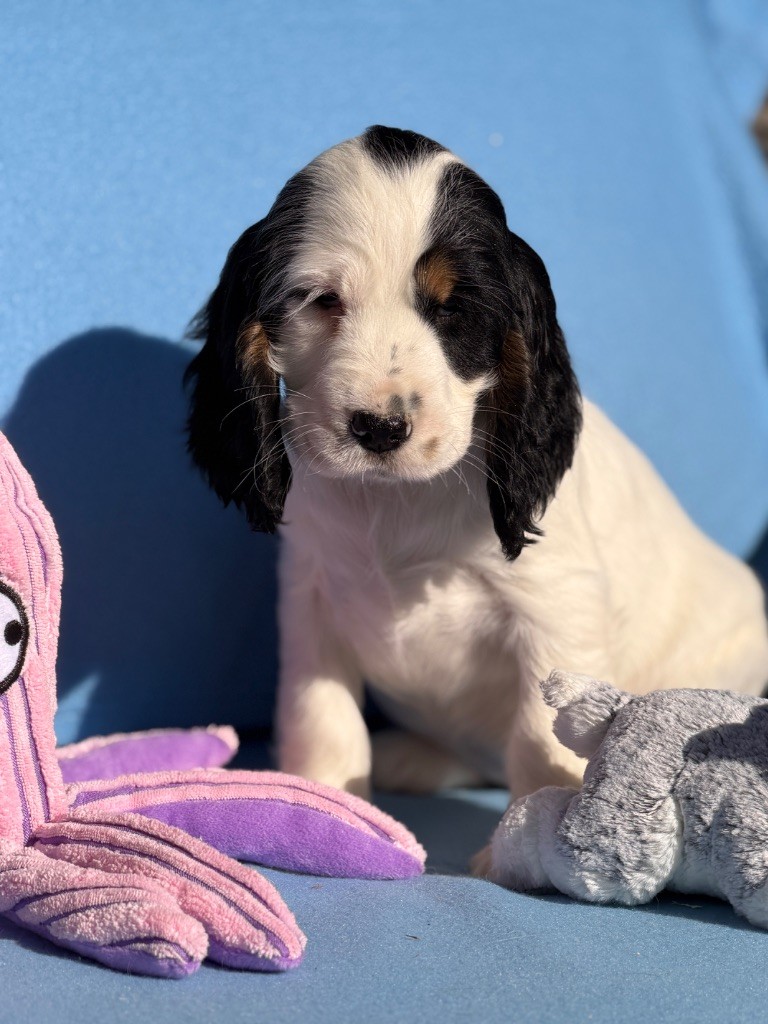 du moulin de madjurie - Chiots disponibles - Cocker Spaniel Anglais