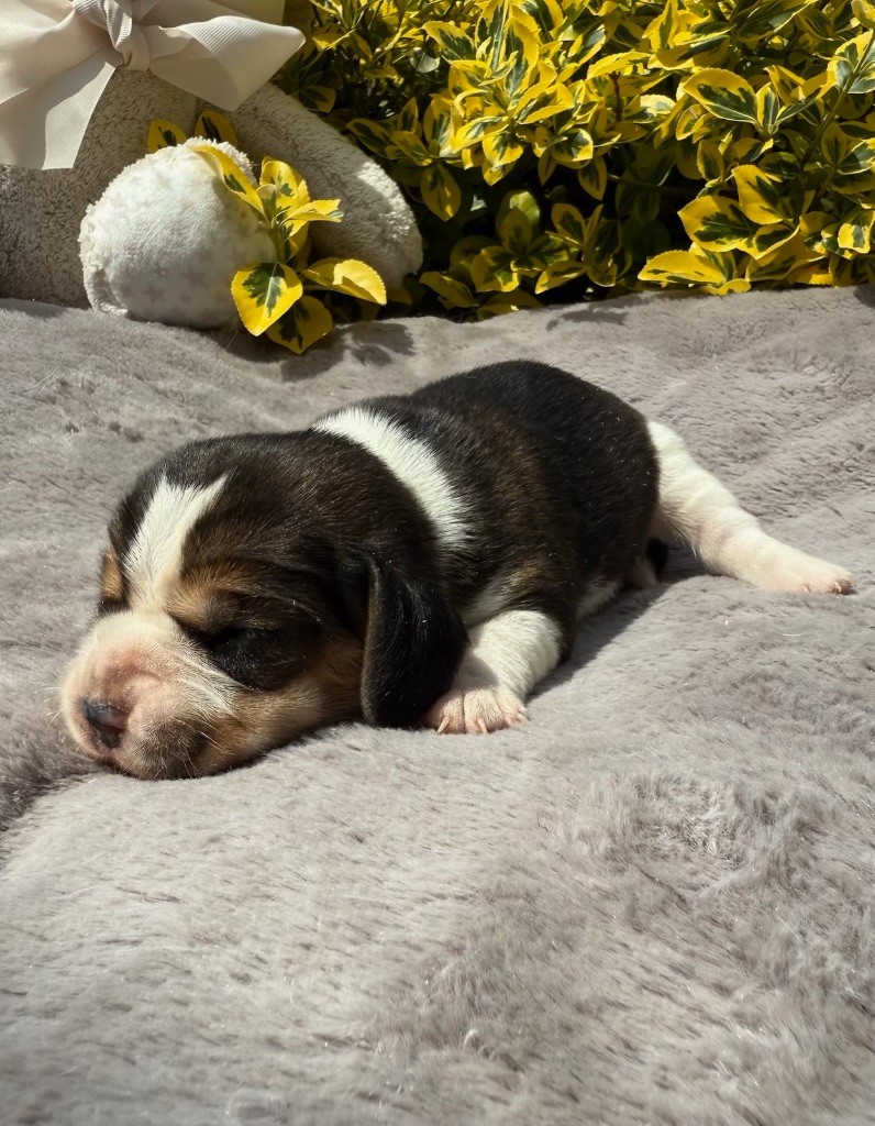 du moulin de madjurie - Chiots disponibles - Beagle