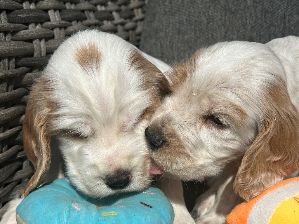 Chiot Cocker Spaniel Anglais du moulin de madjurie