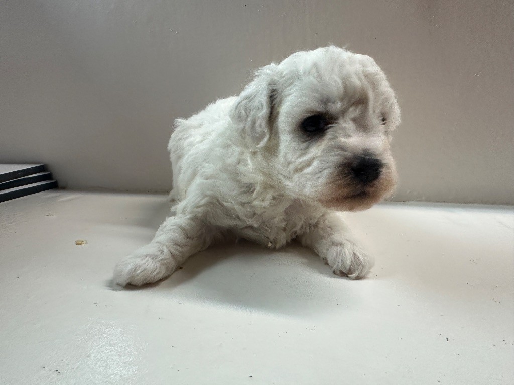 du moulin de madjurie - Chiots disponibles - Bichon Frise