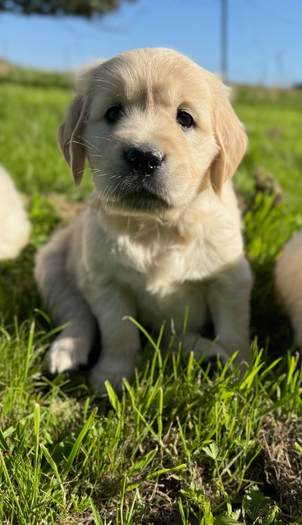 du moulin de madjurie - Chiots disponibles - Golden Retriever