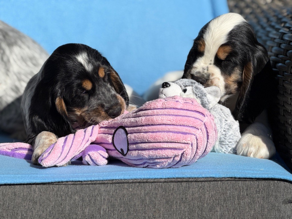 Chiot Cocker Spaniel Anglais du moulin de madjurie