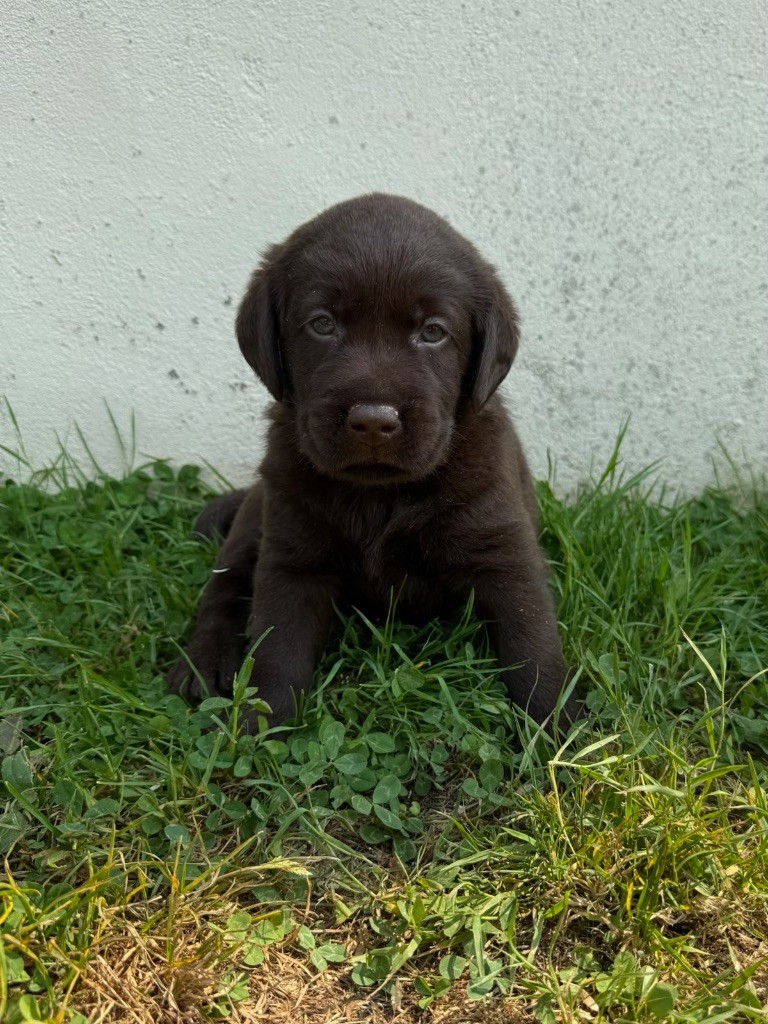 du moulin de madjurie - Chiots disponibles - Labrador Retriever