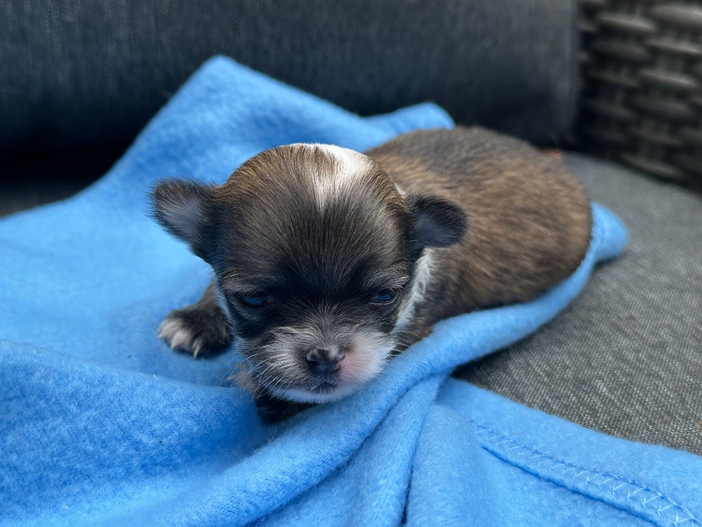 du moulin de madjurie - Chiots disponibles - Chihuahua