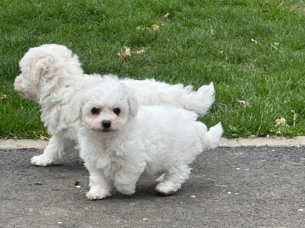 du moulin de madjurie - Chiots disponibles - Bichon Frise