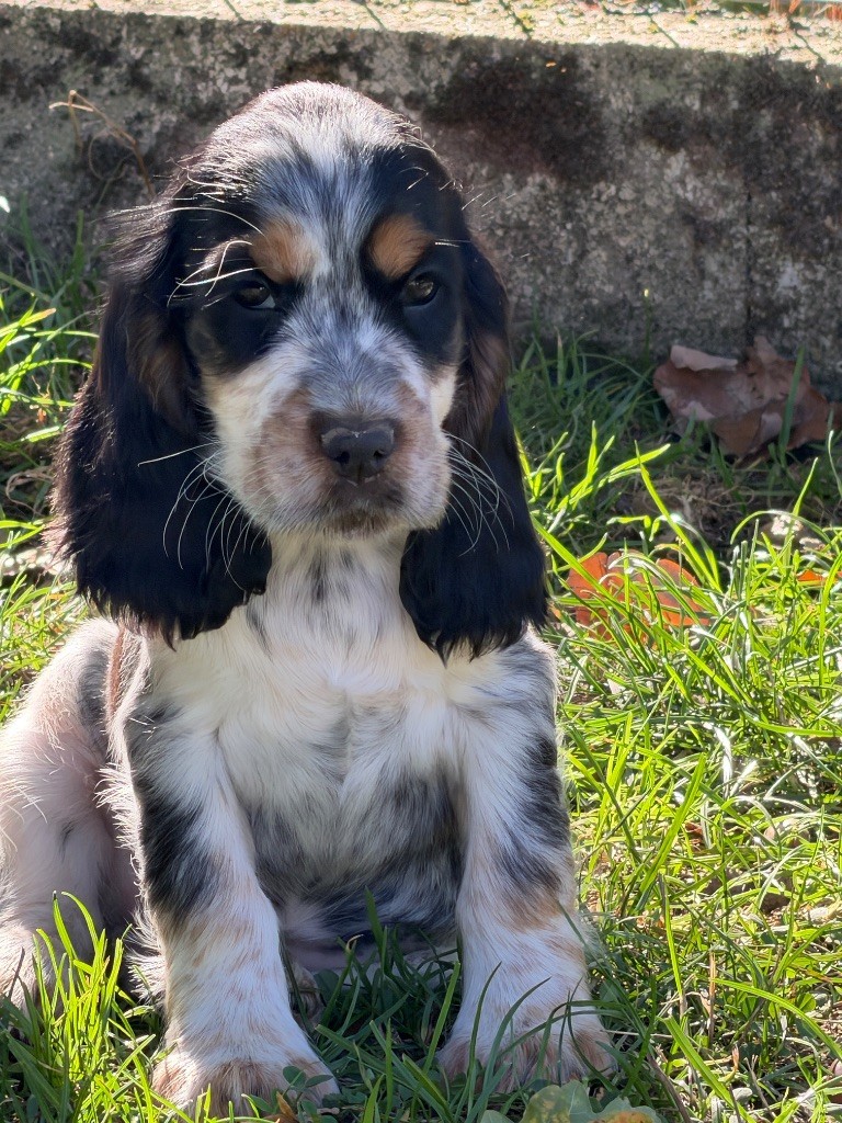 du moulin de madjurie - Chiots disponibles - Cocker Spaniel Anglais