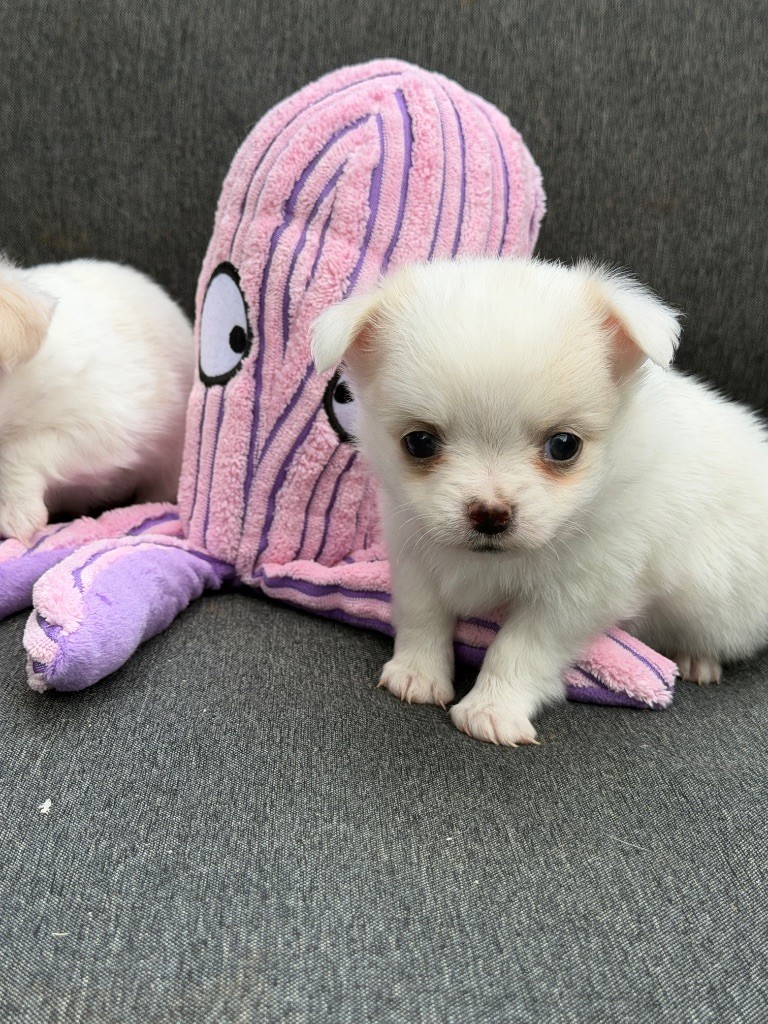 du moulin de madjurie - Chiots disponibles - Chihuahua