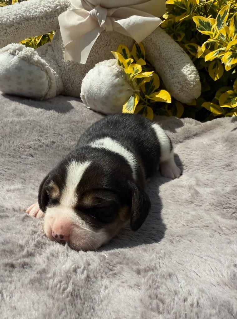 du moulin de madjurie - Chiots disponibles - Beagle