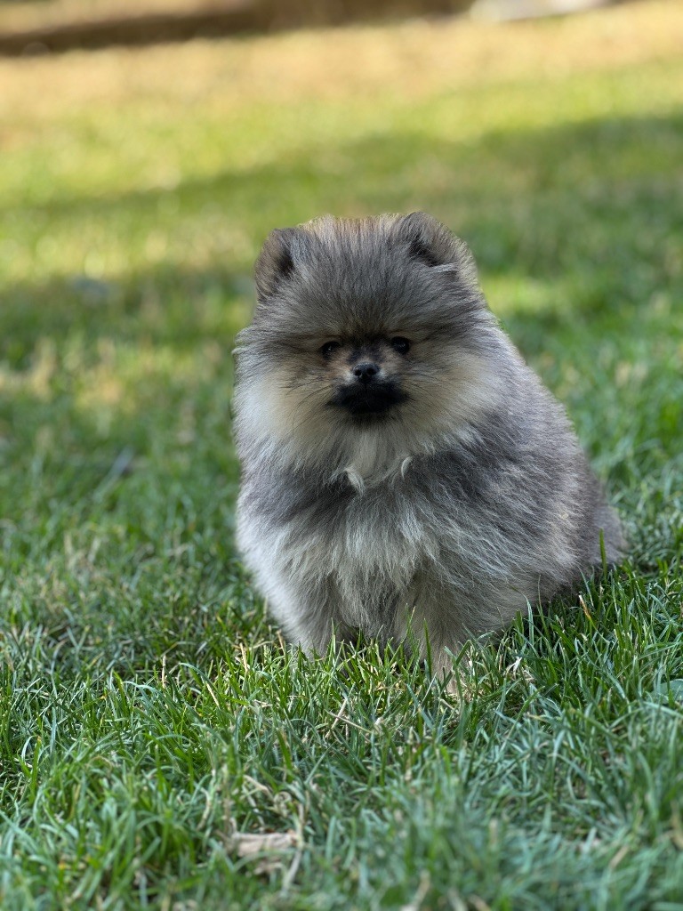 du moulin de madjurie - Chiots disponibles - Spitz allemand