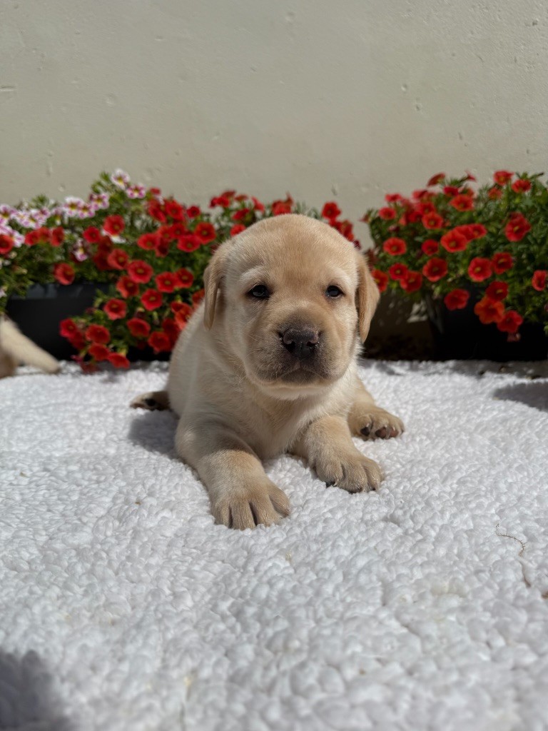 du moulin de madjurie - Chiots disponibles - Labrador Retriever