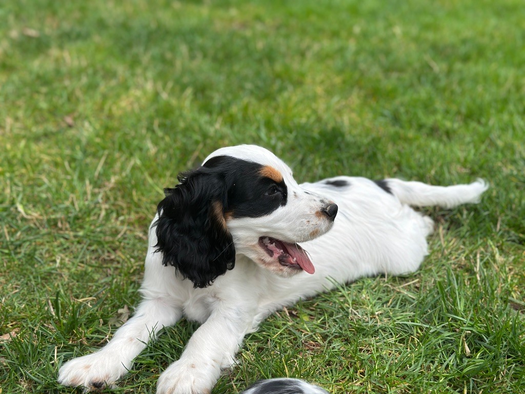 du moulin de madjurie - Chiots disponibles - Cocker Spaniel Anglais