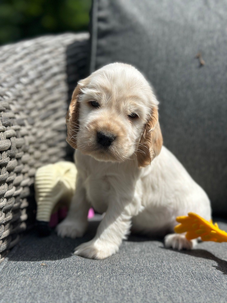 du moulin de madjurie - Chiots disponibles - Cocker Spaniel Anglais