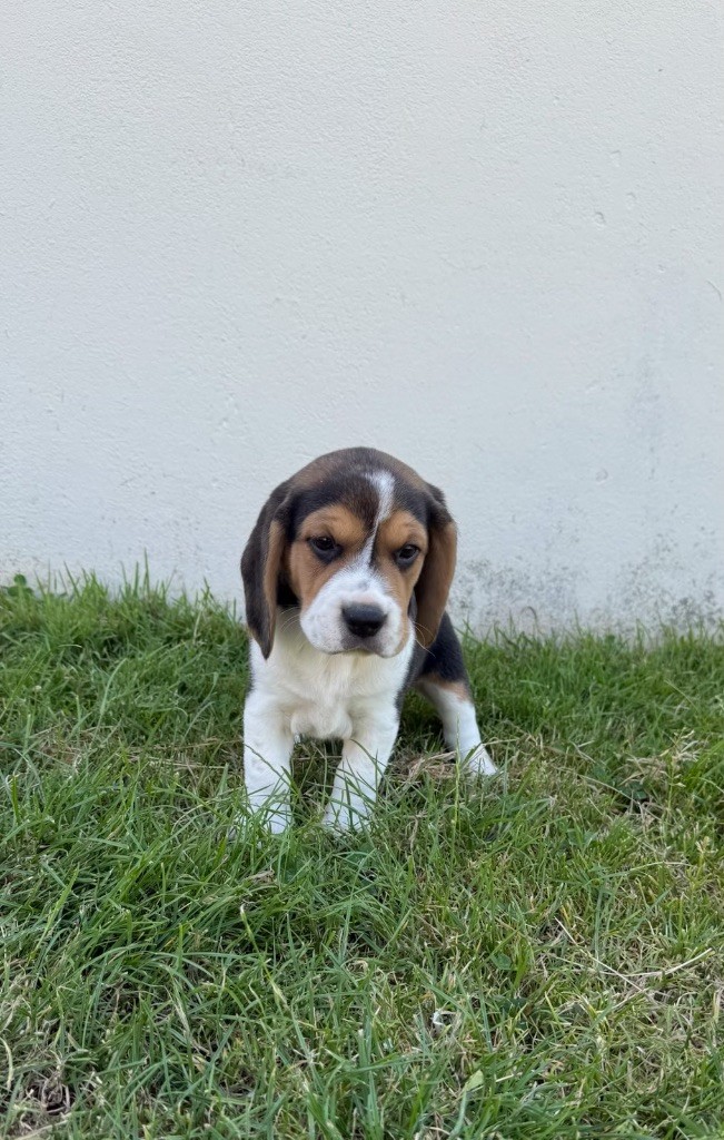 du moulin de madjurie - Chiots disponibles - Beagle
