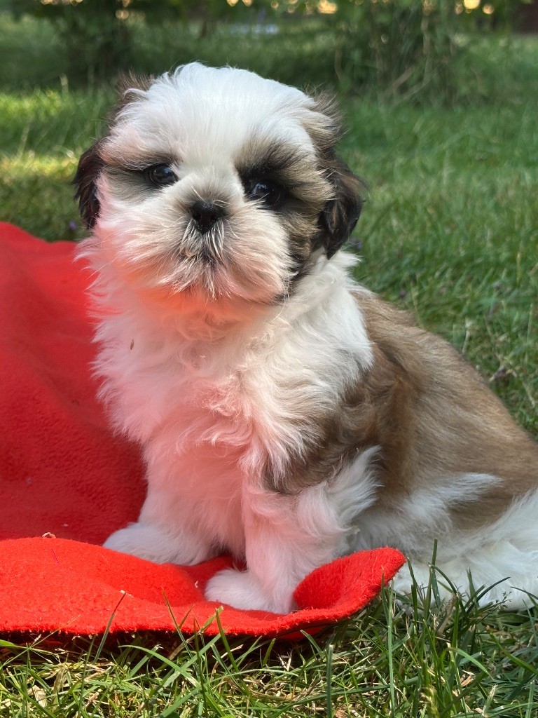 du moulin de madjurie - Chiots disponibles - Shih Tzu