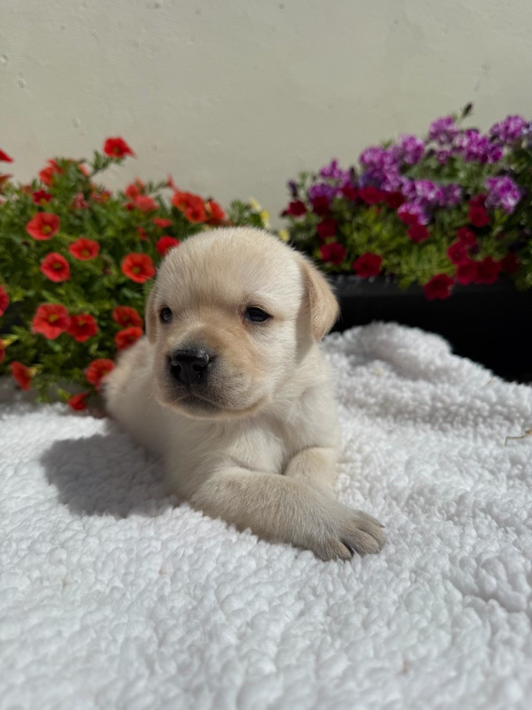 du moulin de madjurie - Chiots disponibles - Labrador Retriever
