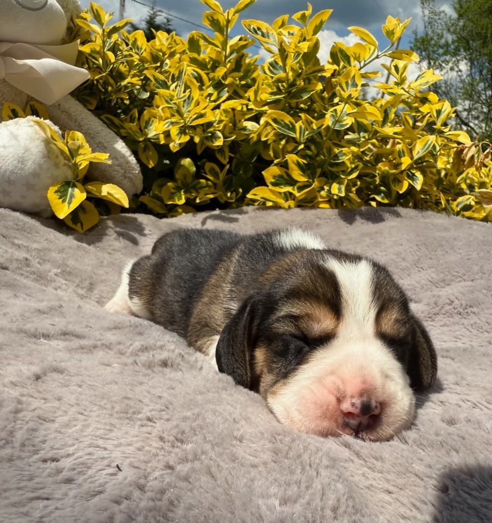 du moulin de madjurie - Chiots disponibles - Beagle