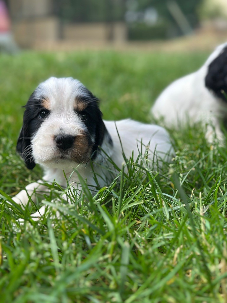du moulin de madjurie - Chiots disponibles - Cocker Spaniel Anglais