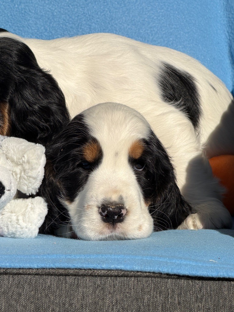 du moulin de madjurie - Chiots disponibles - Cocker Spaniel Anglais