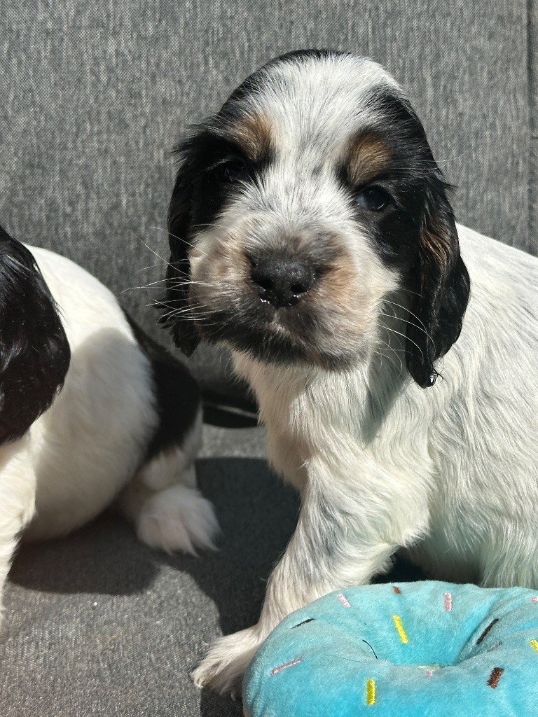 du moulin de madjurie - Chiots disponibles - Cocker Spaniel Anglais