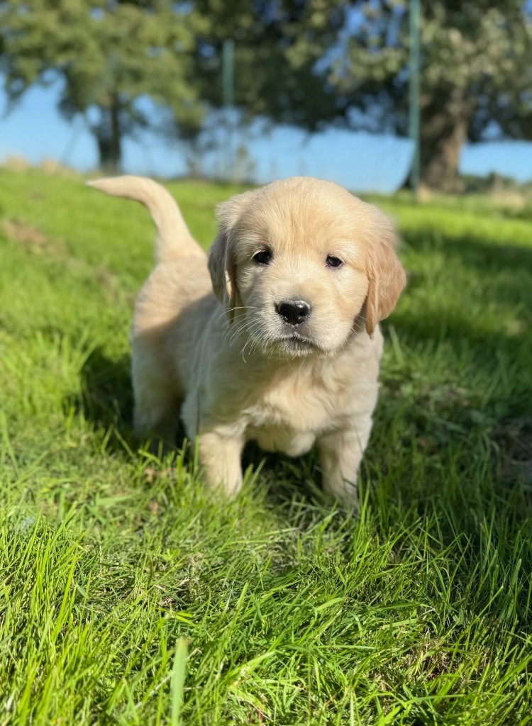 du moulin de madjurie - Chiots disponibles - Golden Retriever