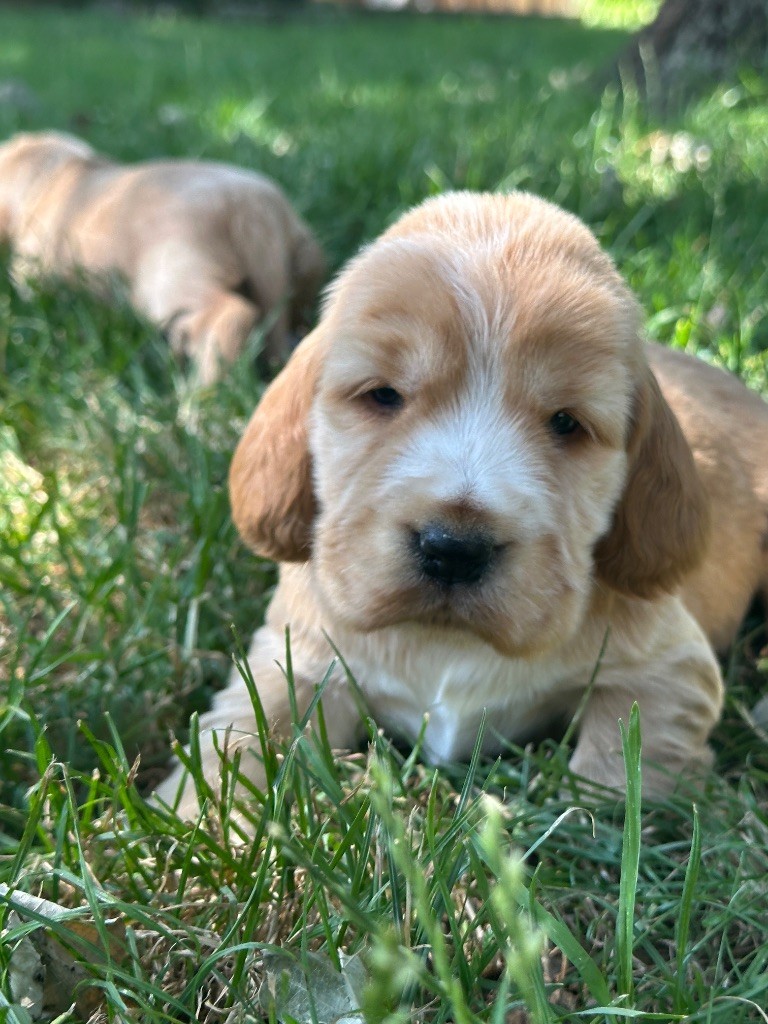 du moulin de madjurie - Chiots disponibles - Cocker Spaniel Anglais