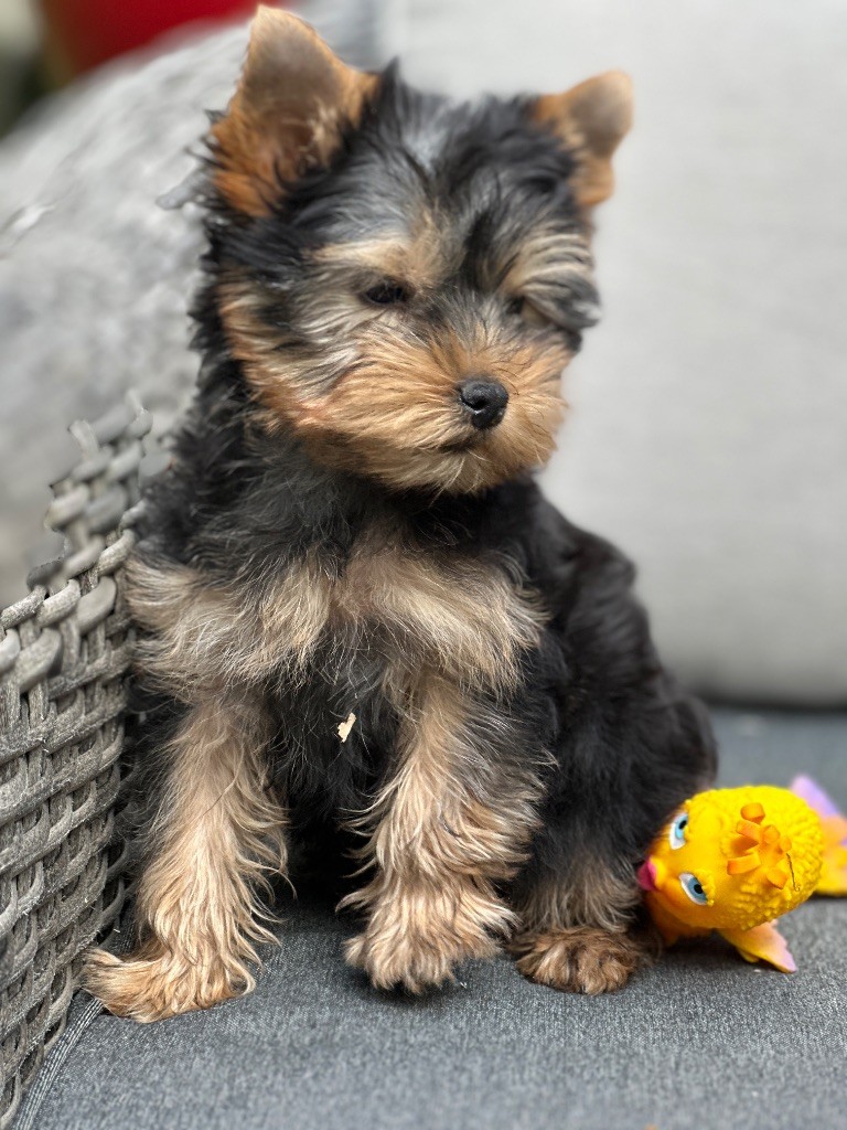 du moulin de madjurie - Chiots disponibles - Yorkshire Terrier