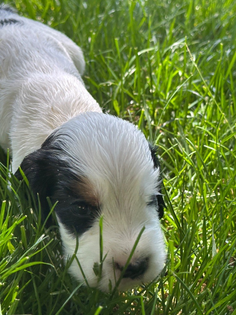du moulin de madjurie - Chiots disponibles - Cocker Spaniel Anglais