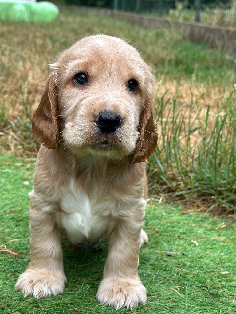 du moulin de madjurie - Chiots disponibles - Cocker Spaniel Anglais