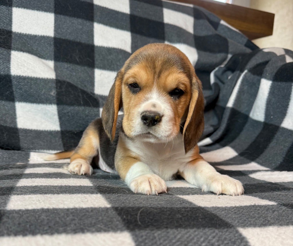 du moulin de madjurie - Chiots disponibles - Beagle