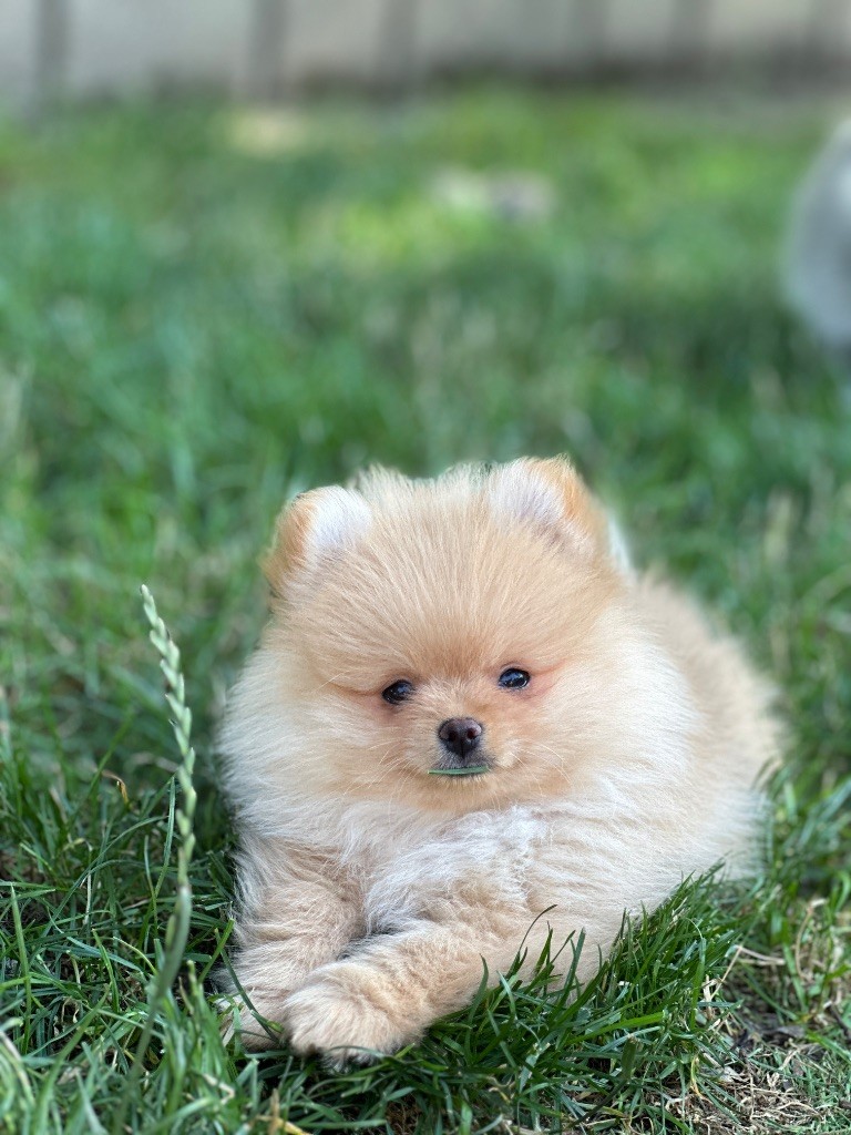 du moulin de madjurie - Chiots disponibles - Spitz allemand