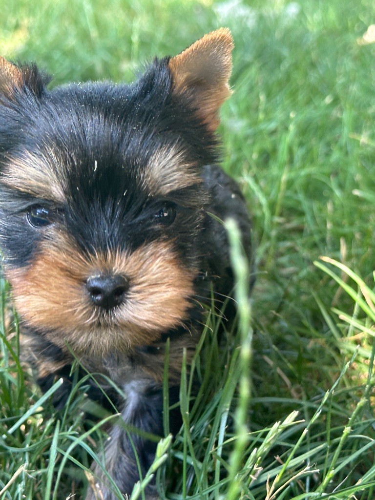 du moulin de madjurie - Chiots disponibles - Yorkshire Terrier
