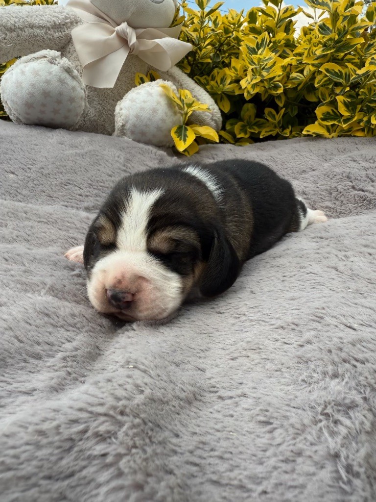 du moulin de madjurie - Chiots disponibles - Beagle