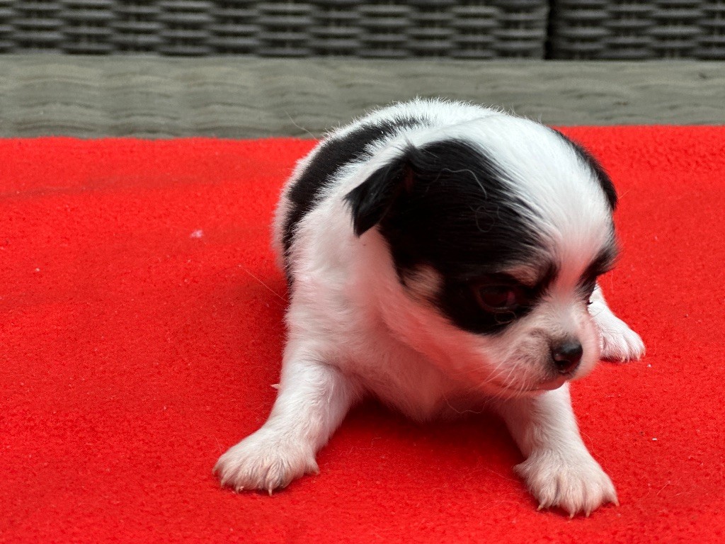 du moulin de madjurie - Chiots disponibles - Chihuahua