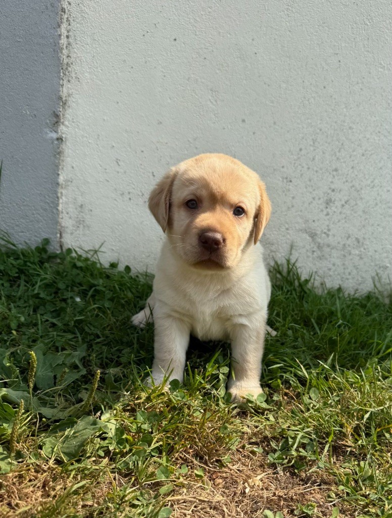du moulin de madjurie - Chiots disponibles - Labrador Retriever