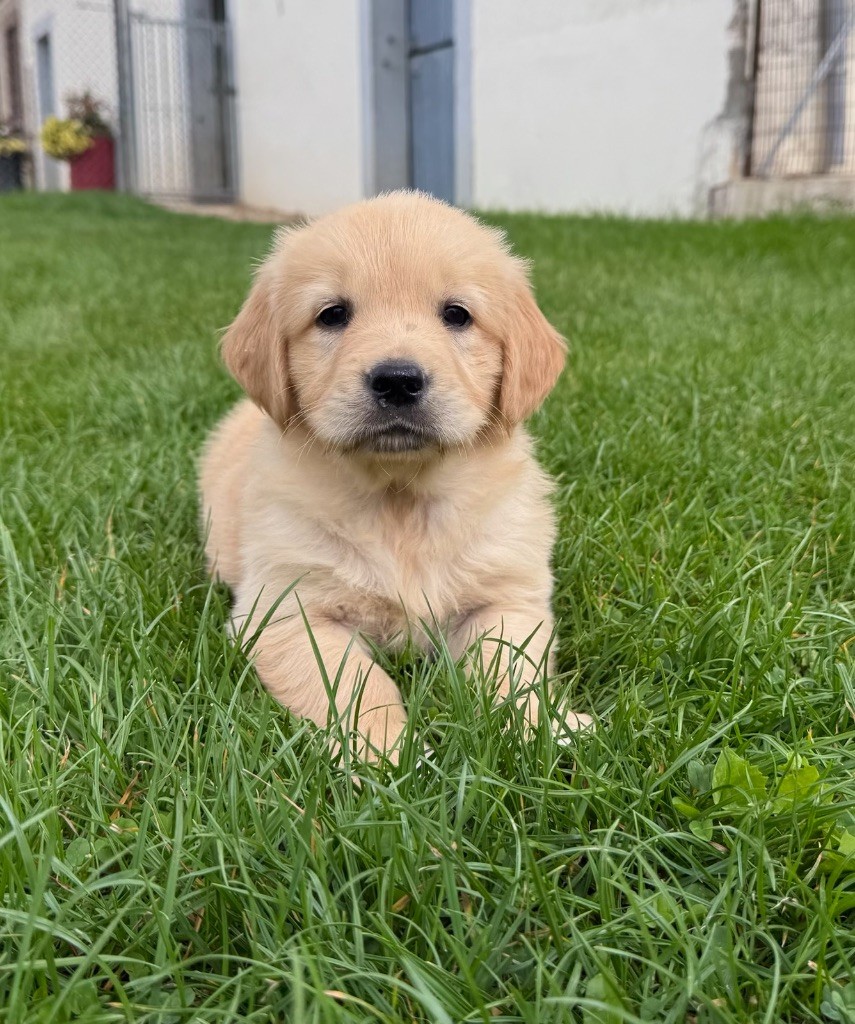 du moulin de madjurie - Chiots disponibles - Golden Retriever