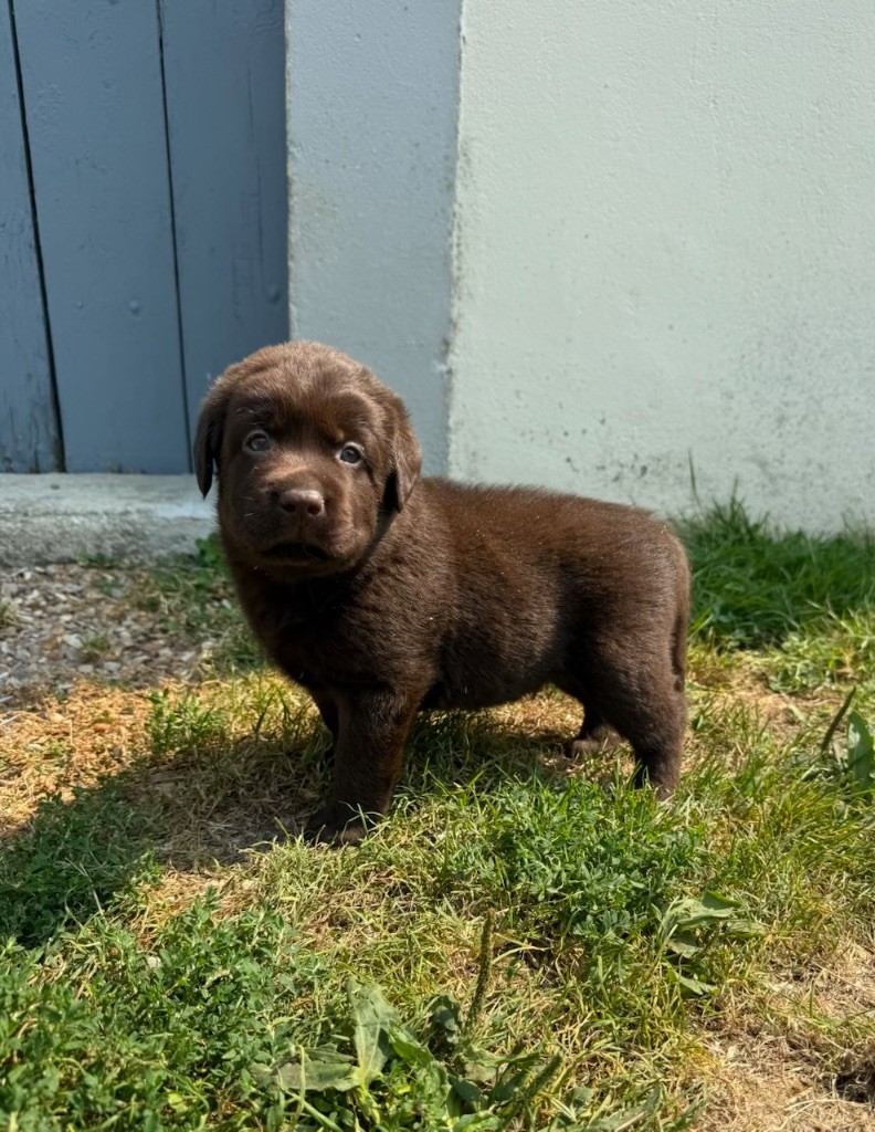 du moulin de madjurie - Chiots disponibles - Labrador Retriever