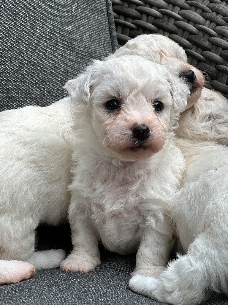 du moulin de madjurie - Chiots disponibles - Bichon Frise