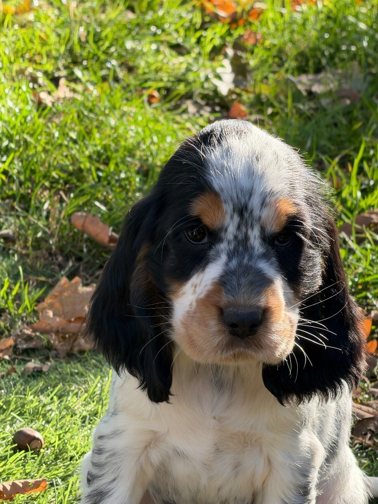 du moulin de madjurie - Chiots disponibles - Cocker Spaniel Anglais