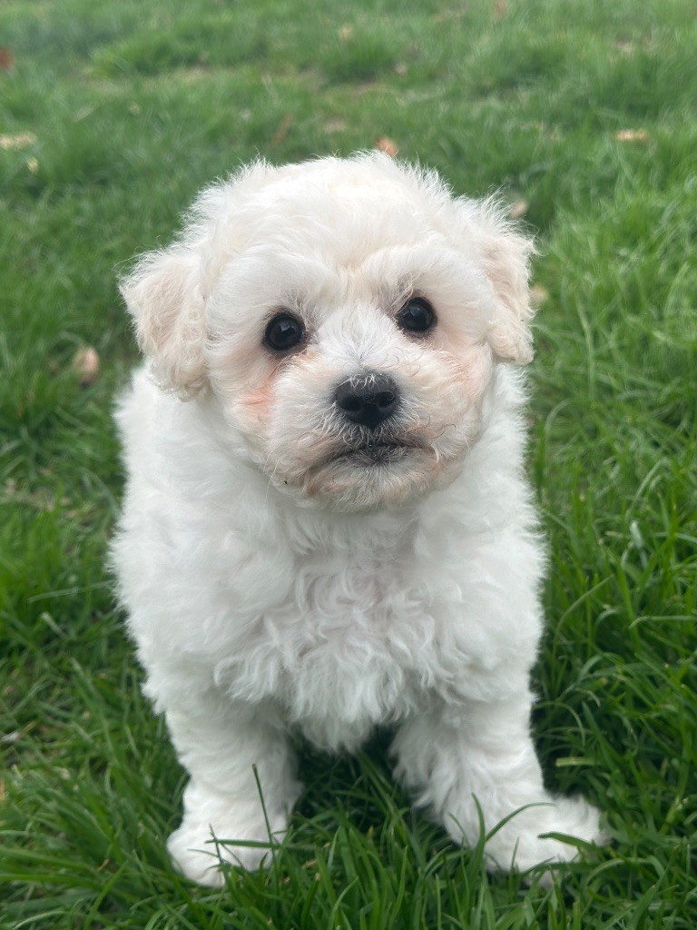 du moulin de madjurie - Chiots disponibles - Bichon Frise