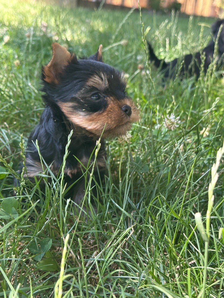 du moulin de madjurie - Chiots disponibles - Yorkshire Terrier