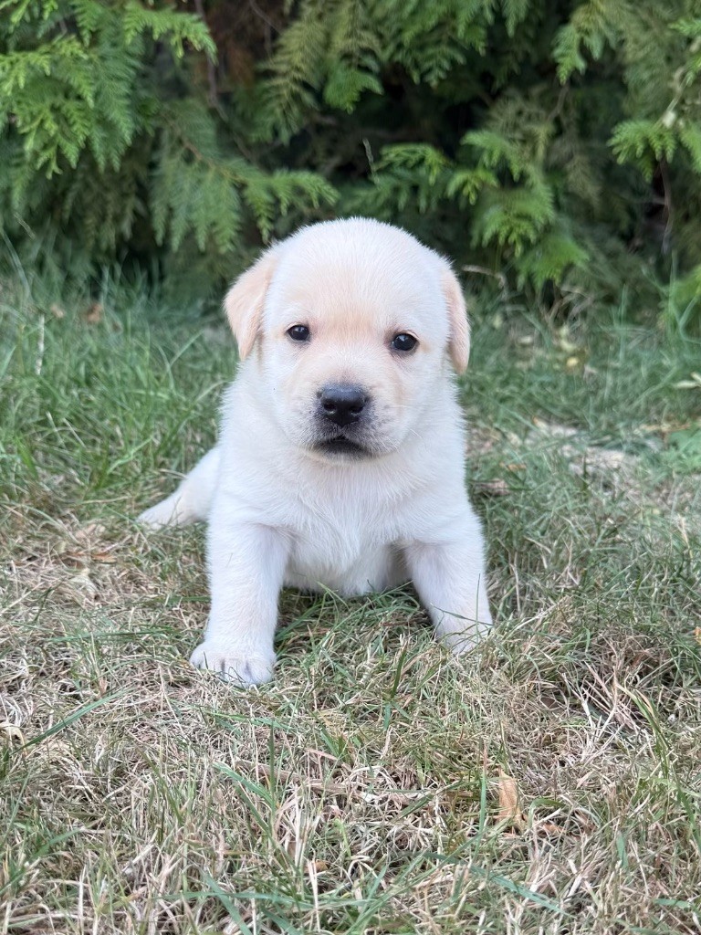 du moulin de madjurie - Chiots disponibles - Labrador Retriever