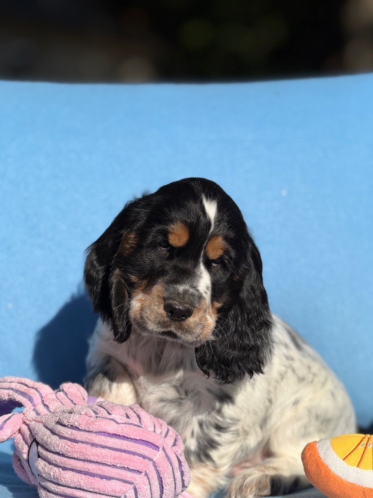 du moulin de madjurie - Chiots disponibles - Cocker Spaniel Anglais