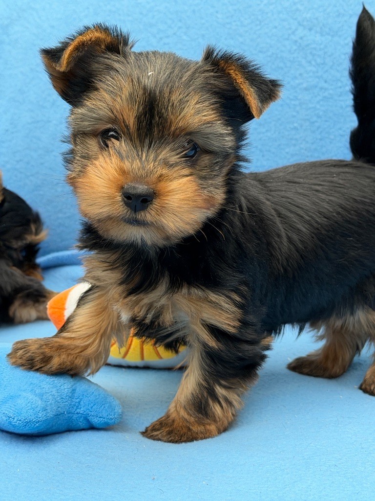 du moulin de madjurie - Chiots disponibles - Yorkshire Terrier